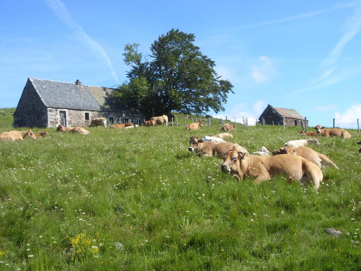 Chambres D'Hotes Le Lepadou-Bas Saint-Chély-dʼAubrac Екстериор снимка